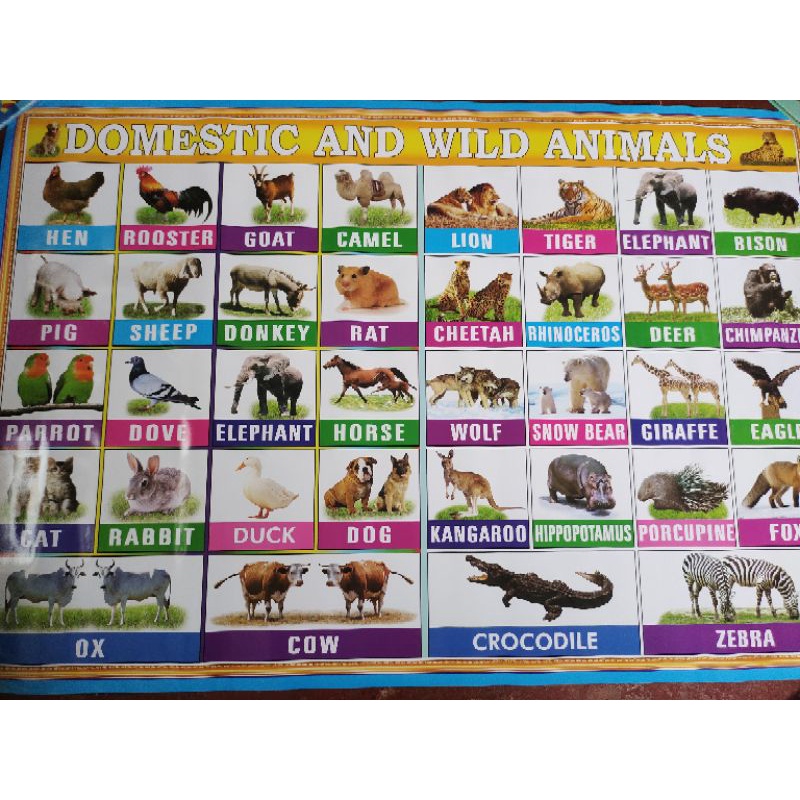ANIMALS DOMESTIC & WILD ANIMALS BIG WALL CHARTS | Shopee Philippines