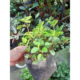 Available live plants (Herbs) #2