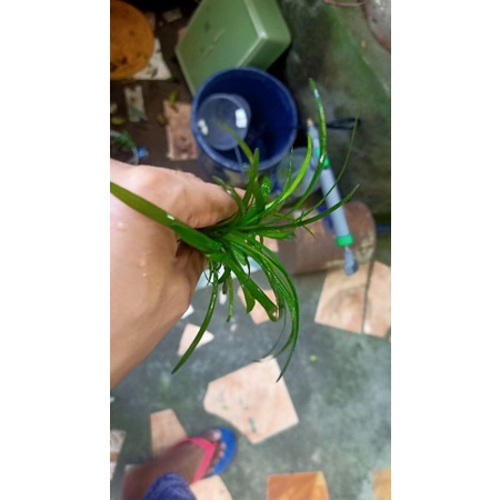 Aquarium Hobby - Live plant dwarf sagittaria Best for planted setup Low tech aquatic plants #6
