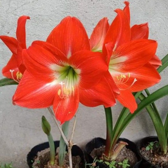 Amaryllis Baby Star bulb (NO flowers No leaves) | Shopee Philippines