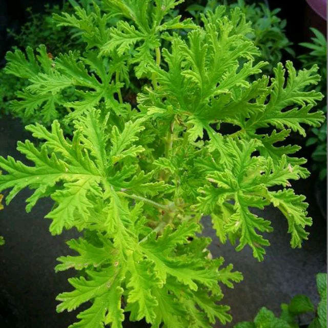 Malvarosa Plant (citronella) Shopee Philippines