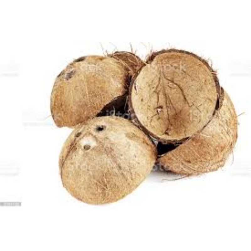 Brown Raw Coconut Shell, Packaging Type: Sack Bag at best price in Thrissur