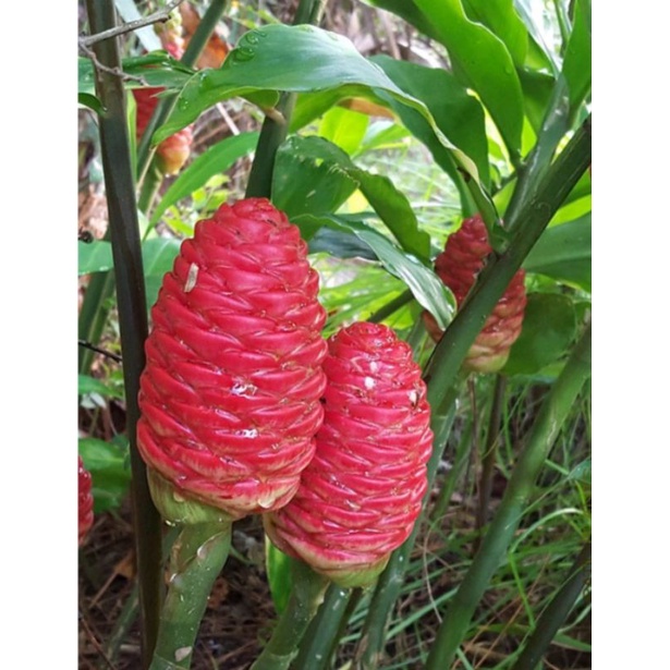 Beehive Ginger/Shampoo Ginger Plant [Rhizomes only] (Buy 1 Get 2 Free) Shopee Philippines