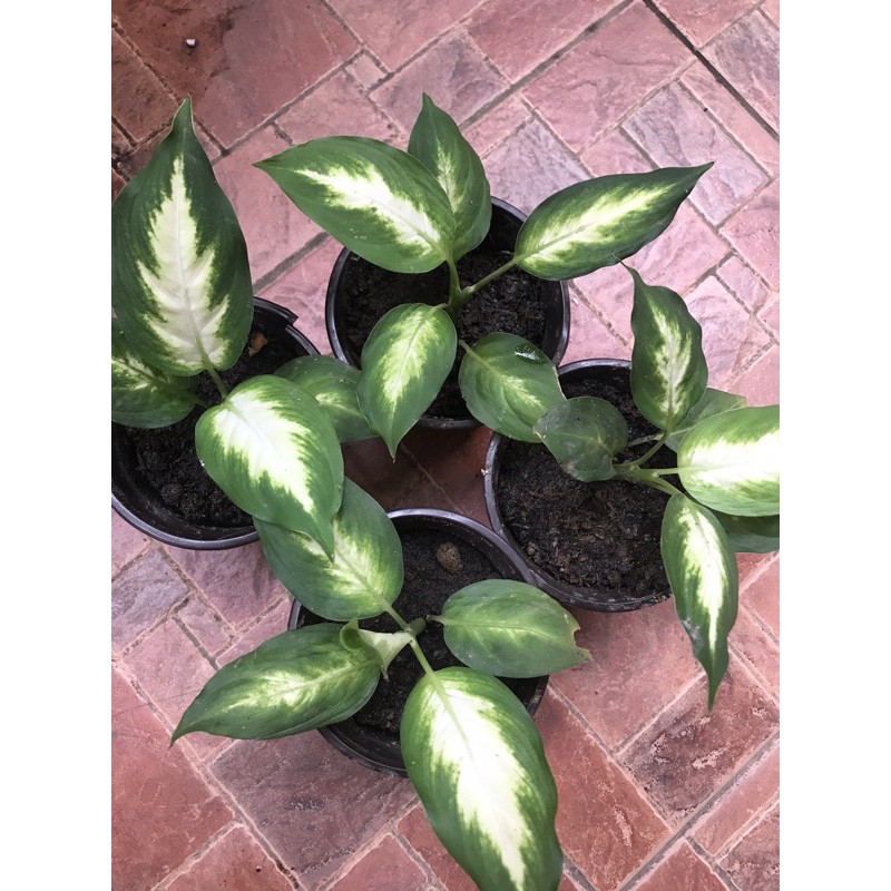 Dieffenbachia Marian Plant | Shopee Philippines