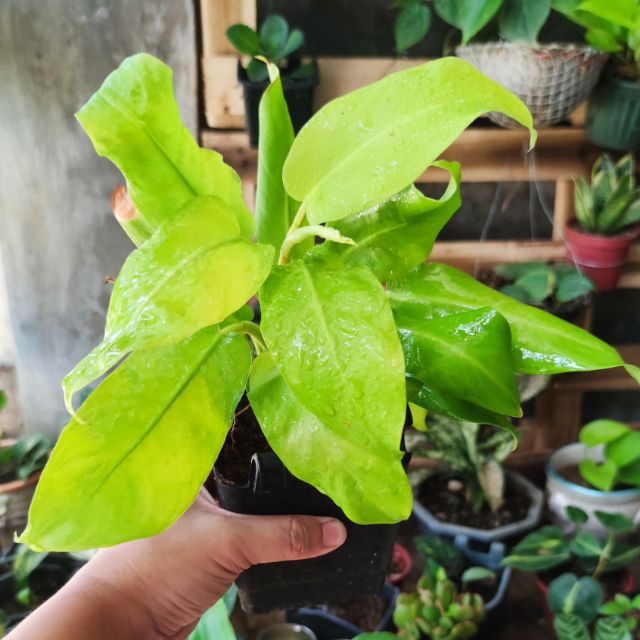 Golden Philodendron Or Orlando Indoor Plant Shopee Philippines