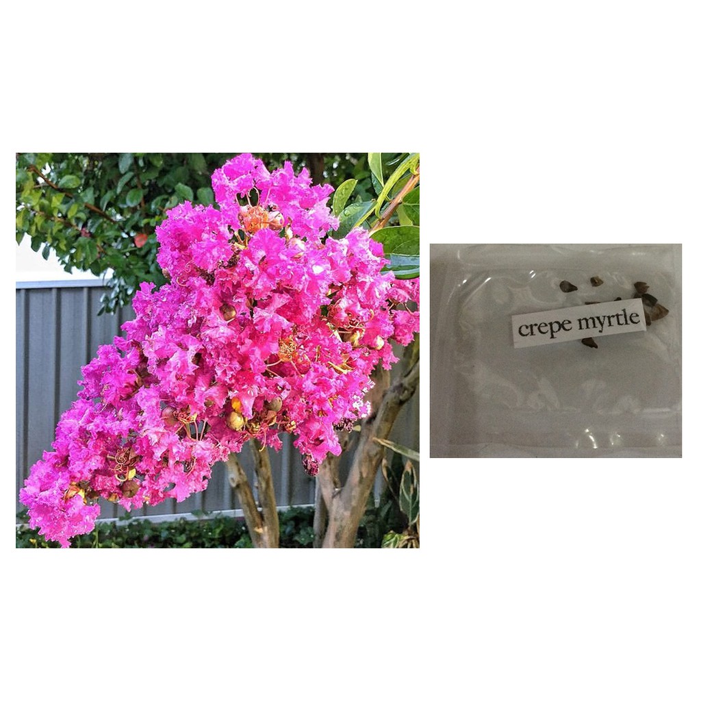 Crepe Myrtle Flower Tree Seeds Mixed Colors Shopee Philippines