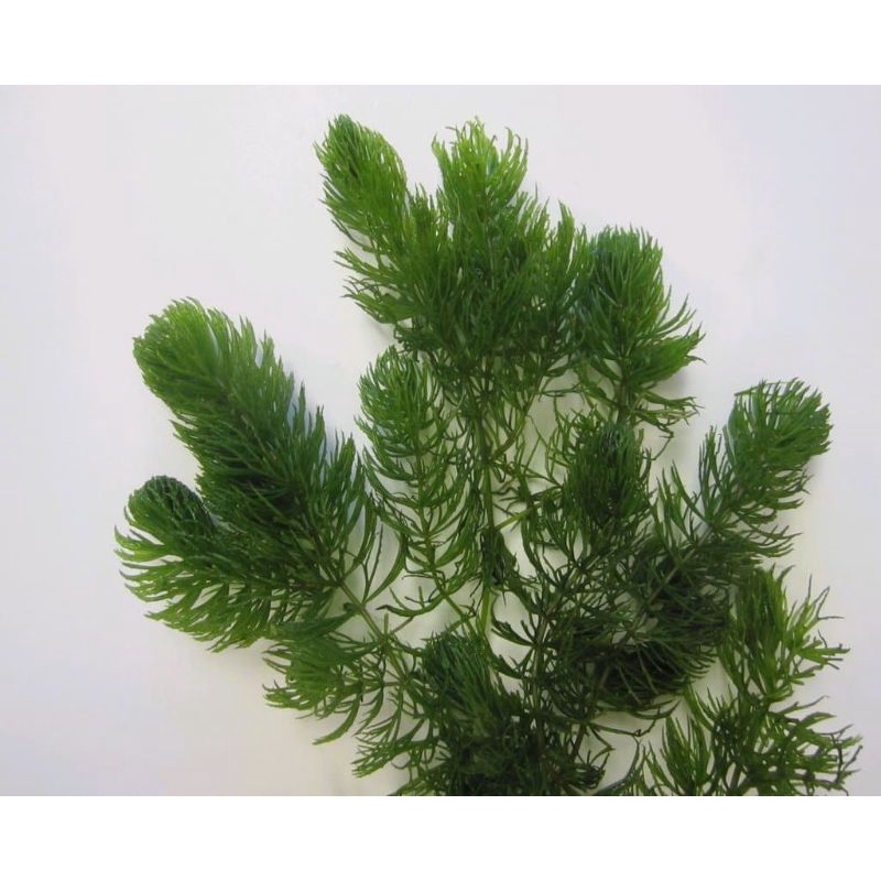 Hornwort plant (Aquatic plant/Live plant) 5pcs.(3-4 inches size) #2