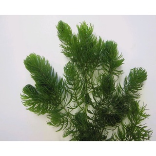 Hornwort plant (Aquatic plant/Live plant) 5pcs.(3-4 inches size) #2