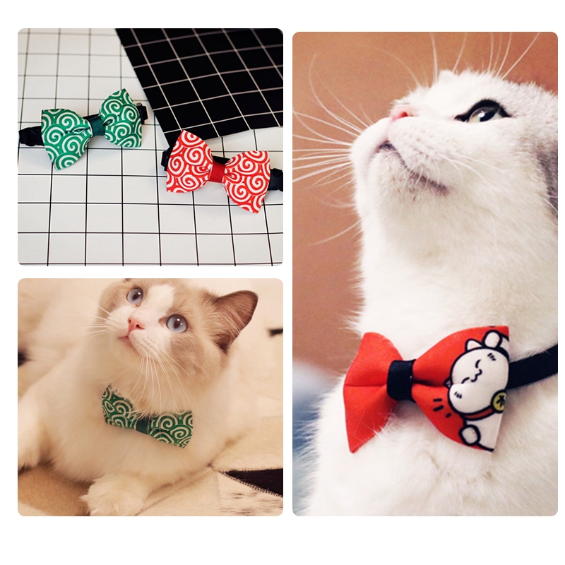 collar and tie cat