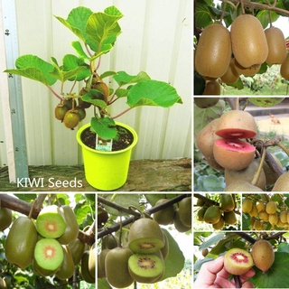 [Fast Grow] Ready Stock In Philippines 300Pcs KIWI Seeds Actinidia Vine Seeds Nutritious Delicious F #1
