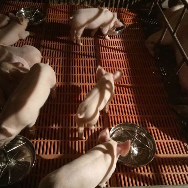Piglet Feeding Sow Milk Trough Food Tray Pig Feeder Bowl Livestock Fodder Stainless Steel #6