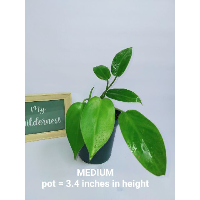 Medium Philodendron Temptation Shopee Philippines