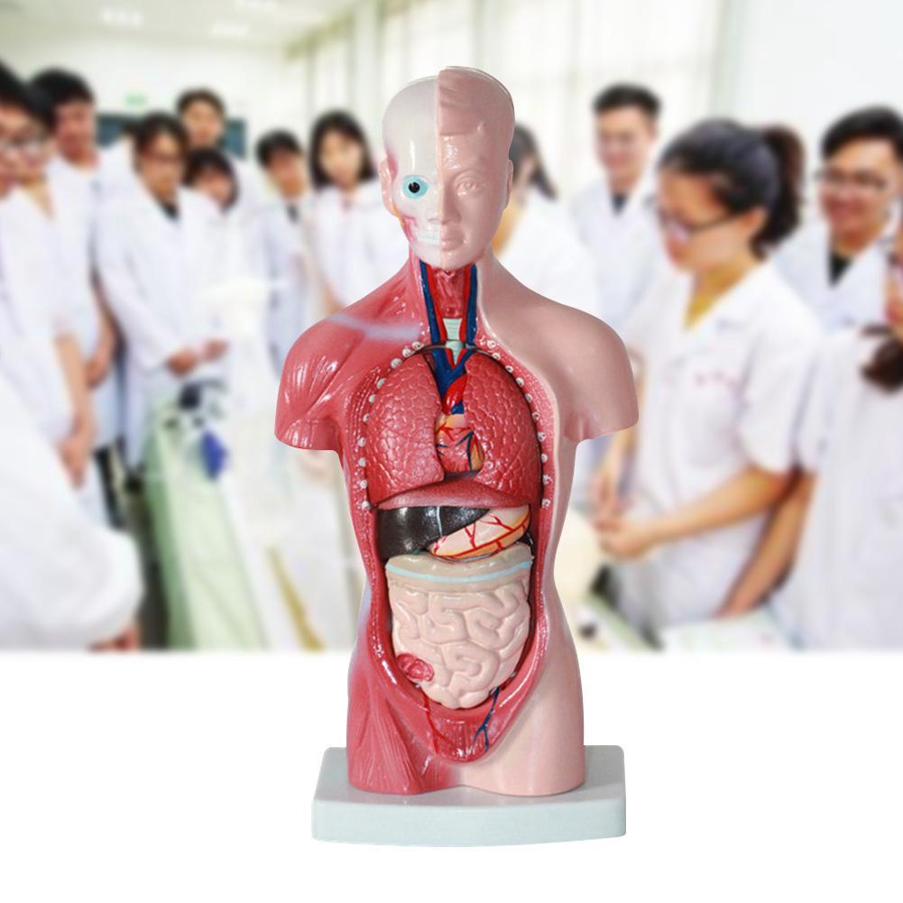 Life Size Human Male Torso Adult Tall Paul Anatomical Anatomy Model Teaching New L0e7 Shopee Philippines