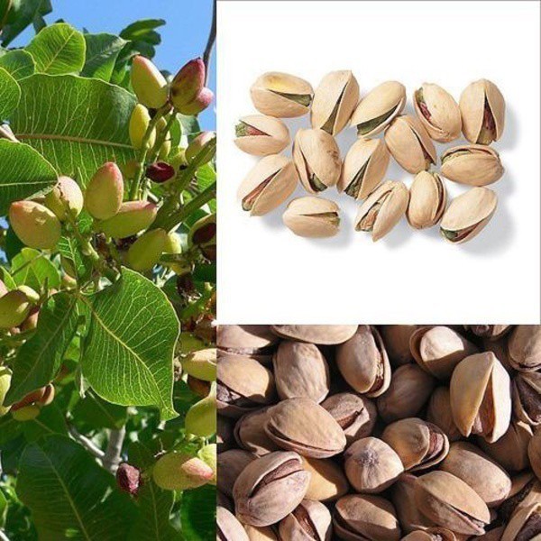 Nut tree Pistachios Seeds Pistacia Rare Fruit Tree Seeds Tropical Plant Nut Seed 