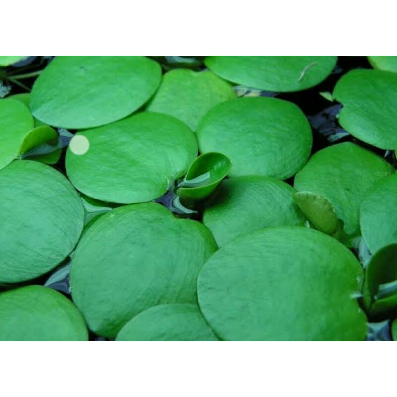 Sale Frogbits Aquatic Plants 10 Pcs Shopee Philippines