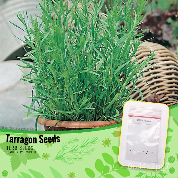 easy planting Tarragon Seeds Russian Tarragon Seeds Herb Seeds
