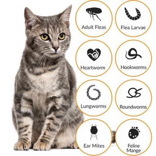 Ace Pet Spot On Solution for Cat treat fleas heartworm ear mite intestinal worm advocat ubat kutu kurap fungus cacing