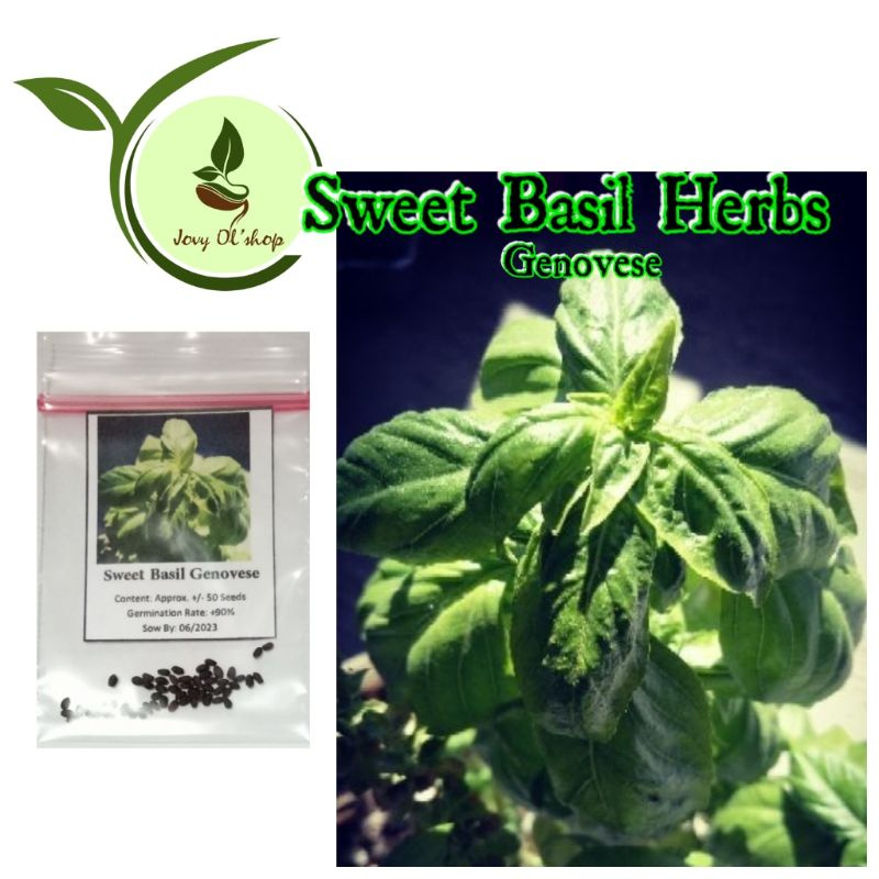 Sweet Basil Herb 50100 Seeds Shopee Philippines