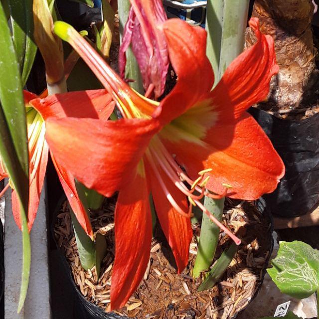 Amaryllis Lily and Crinum Bulb 5 Variety Lirio Orchid Plant 3 Size  available | Shopee Philippines