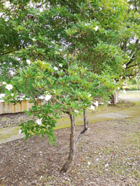 White Trumpet Tree Tabebuia Roseoalba Shopee Philippines