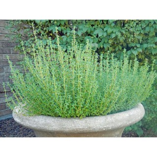[PLANTFILLED] Thyme Herb Plant Vegetable  Seeds - 15 Seeds #2