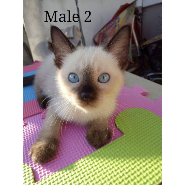 siamese kittens for sale