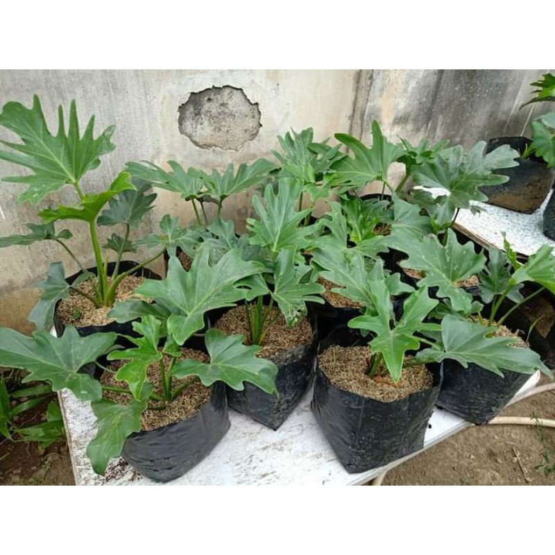 SELLOUM PLANT (SAHOD YAMAN) LUCKY PLANT | Shopee Philippines