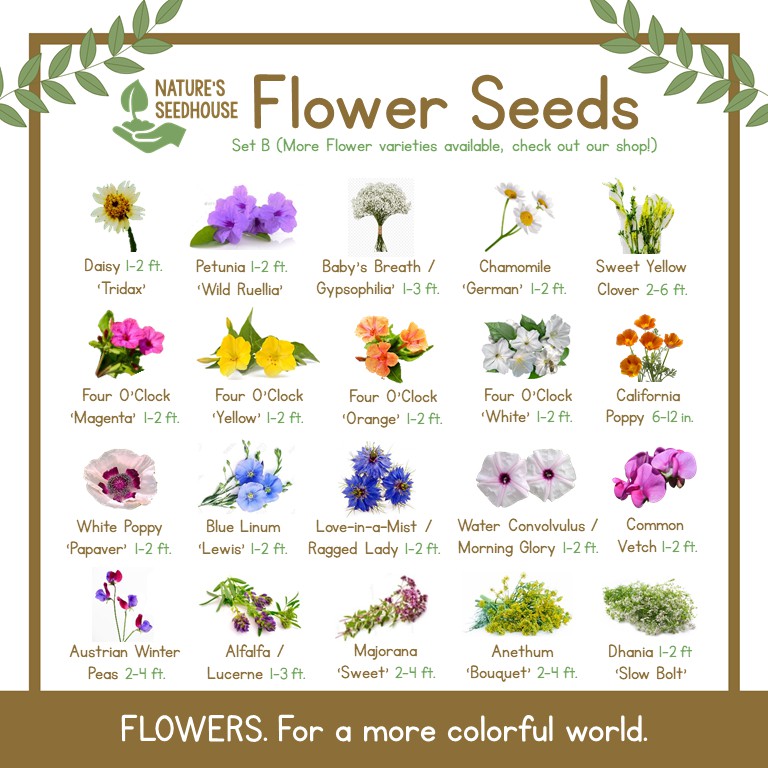 Flower Seeds Collection Set B — TOP-QUALITY SEEDS | Shopee Philippines