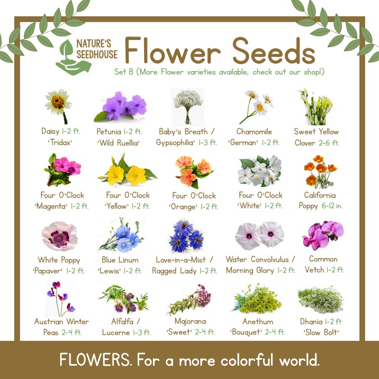 Flower Seeds Collection Set B Top Quality Seeds Shopee Philippines