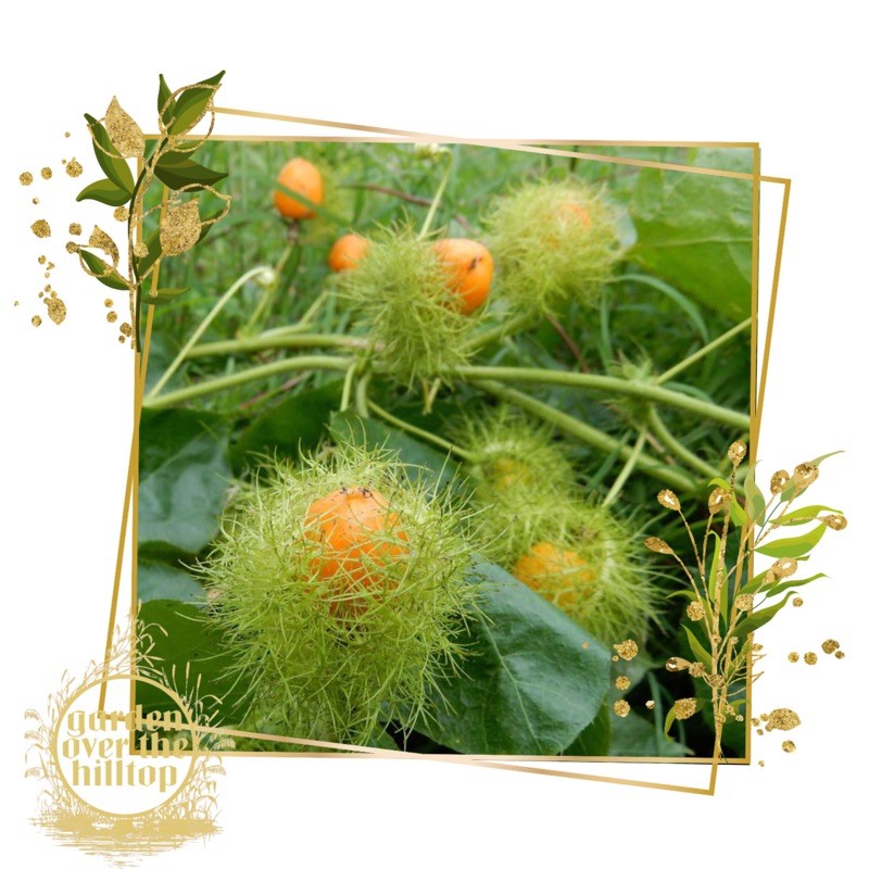 wild passion fruit seeds Shopee Philippines