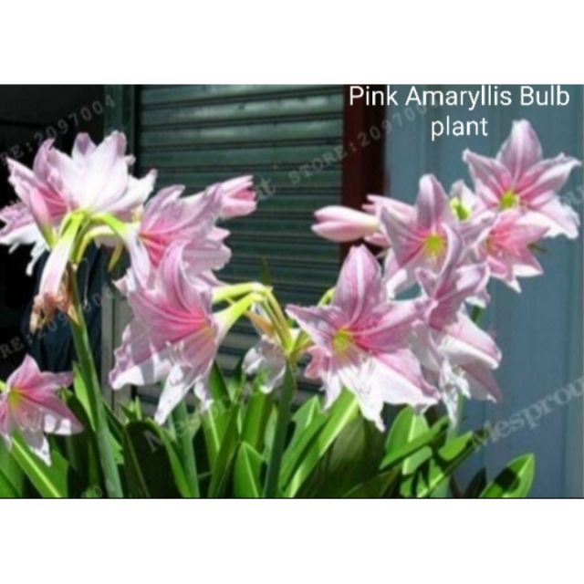 1pc. Pink Amaryllis Plant (without flowers) Shopee