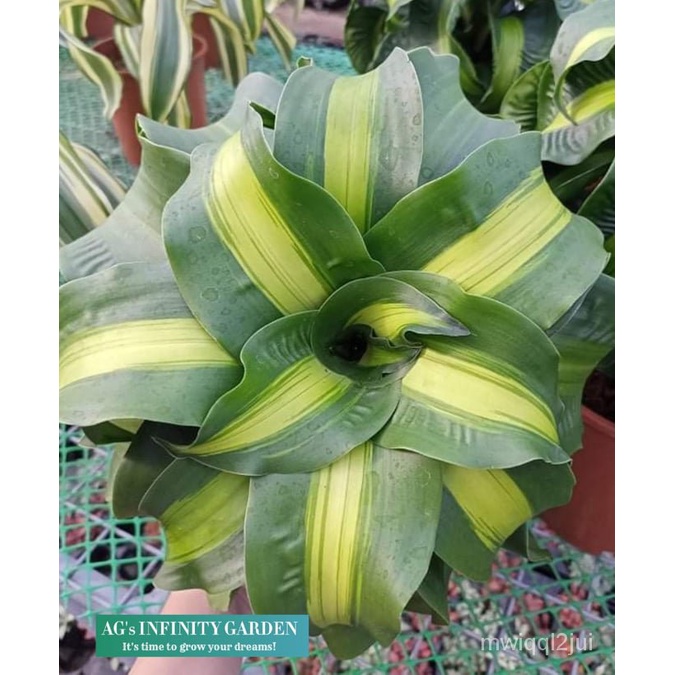 Dracaena Twister with FREE plastic pot, garden soil and pebbles ( Rare