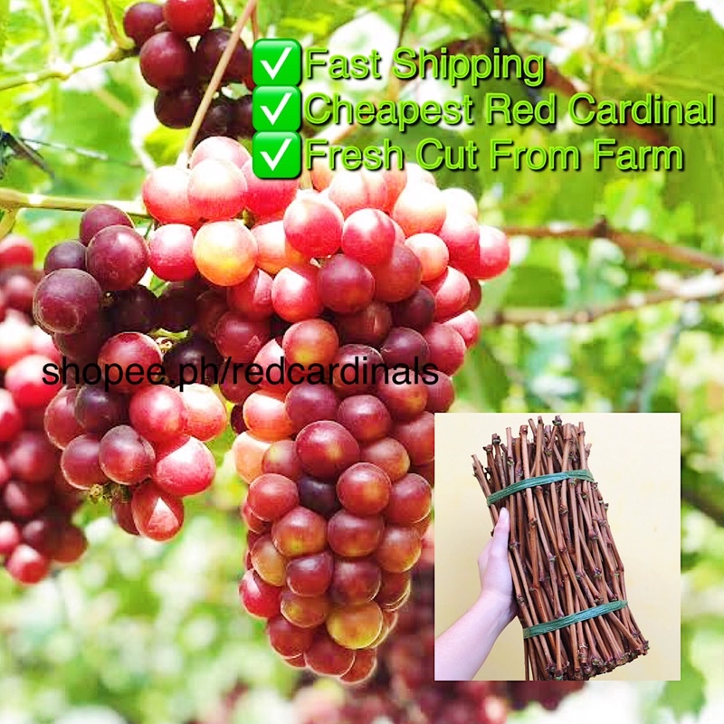 10 PCS RED CARDINAL GRAPE CUTTINGS | Shopee Philippines