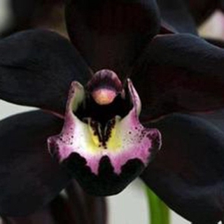 100pcs Rare Black Faberi Orchid Flower Seeds Cymbidium Home Garden Bonsai Decor #6