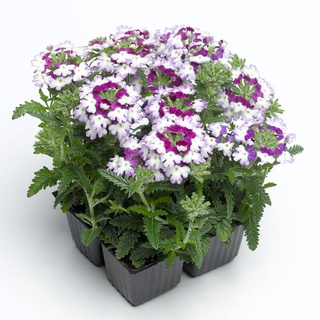 [Fast Delivery] High Quality Verbena Seeds for Sale Bonsai Potted Plant Seeds Gardening Seeds Easy t #4