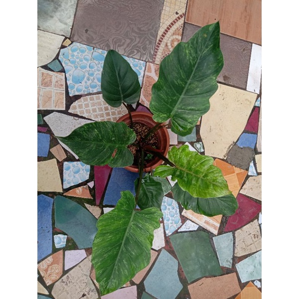 Jungle Fever Variegated Shopee Philippines