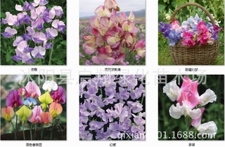 100pcs sweet pea seed, spring and autumn sowing indoor fragrant herb flower seeds #5