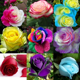 500 PCS Multi-color Rare Rainbow Rose Flower Seeds Garden Plants Valentine Hot / 