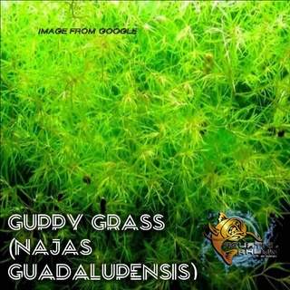 Guppy grass (Najas guadalupensis) (Per stem) Aquatic Plants for Aquarium