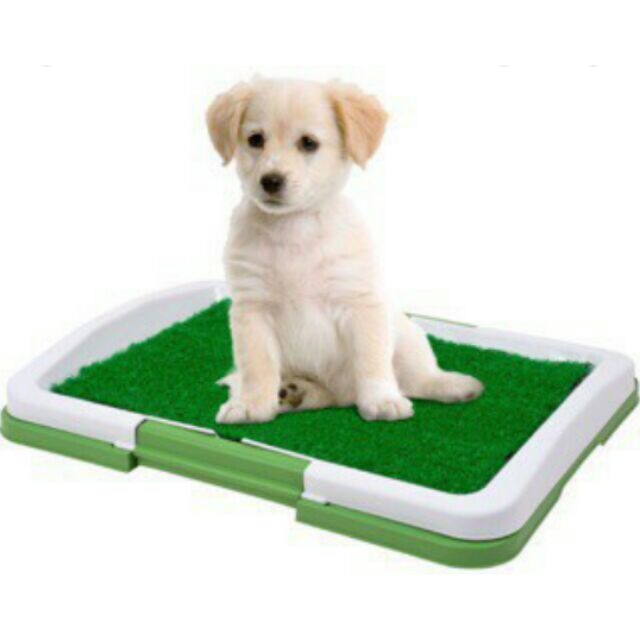 dog potty training