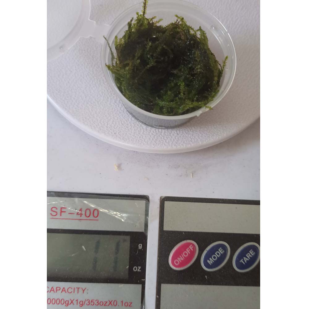 Java moss - Fresh from my shrimp tanks - Live aquatic plants best for shrimps and aquascape #4