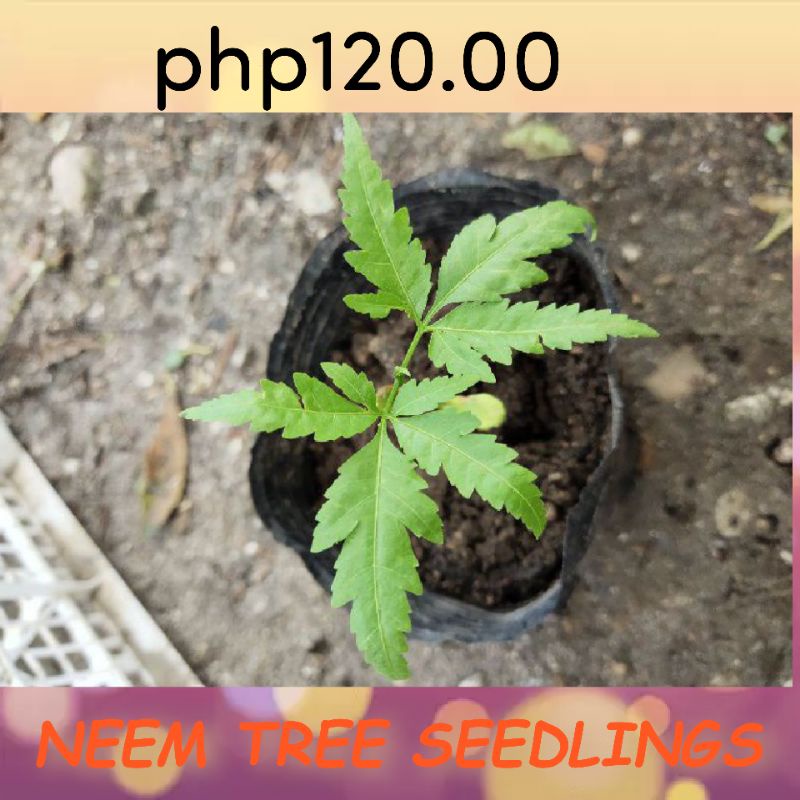 NEEM TREE SEEDLINGS FOR PLANTING | Shopee Philippines