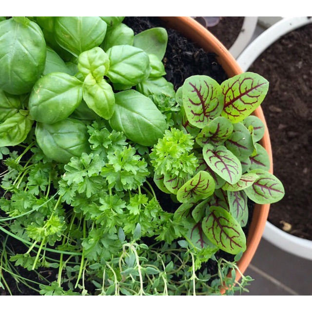 Herbal Plants For Sale In Quezon City grandongpng