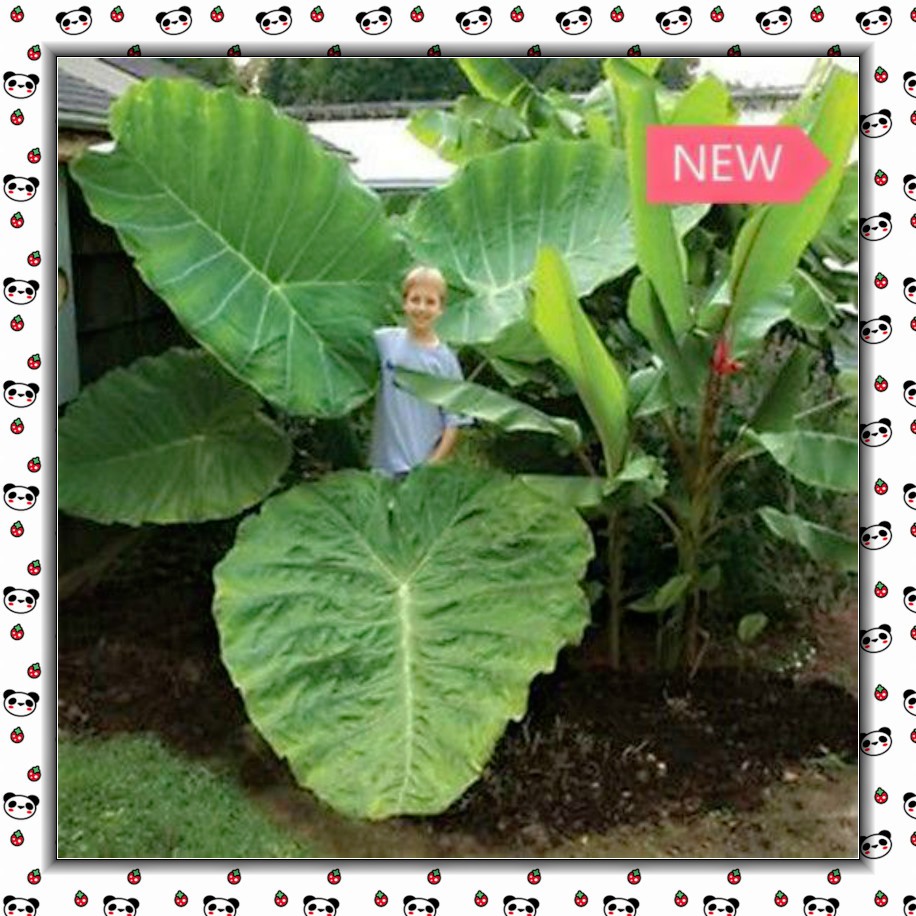 10pcs Giant Elephant Ear Plant, Fresh Colocasia Gigantea, Huge Foliage