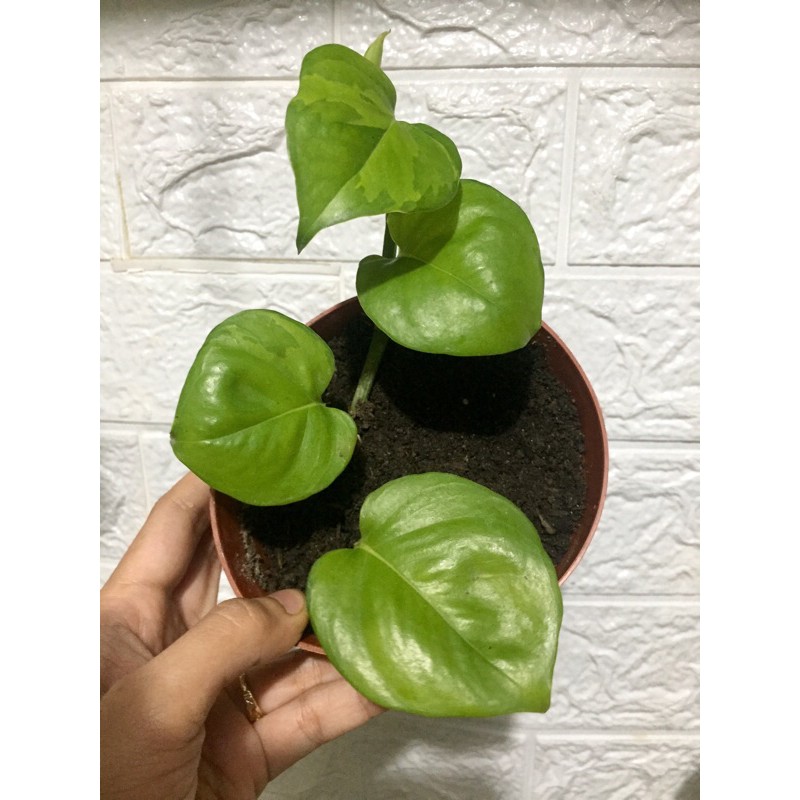 Epripremnum Aureum Reverted Manjula choose your own pothos Shopee