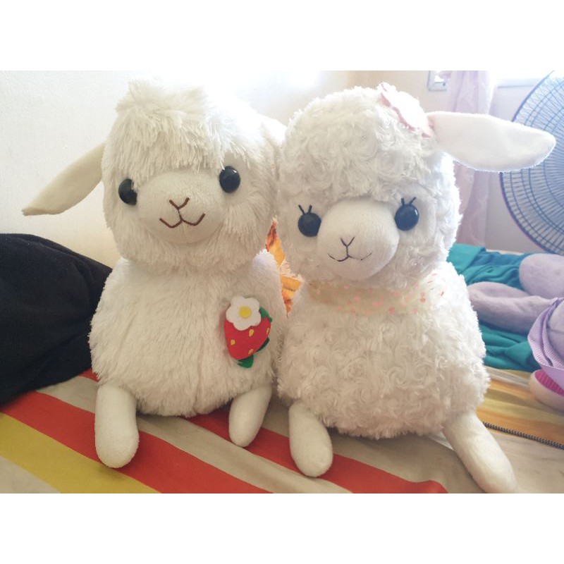 baby alpacasso