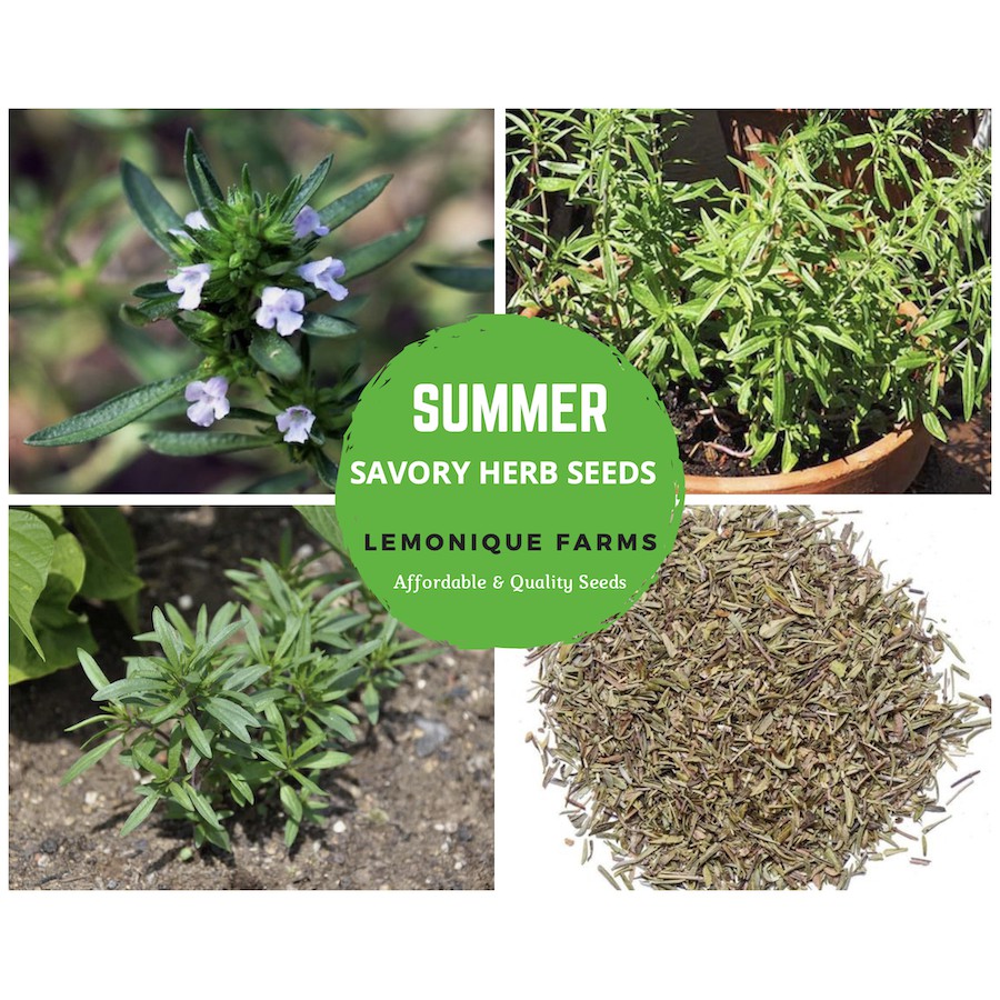 Summer Savory Herb Seeds Savory Seeds Summer Seeds Shopee Philippines