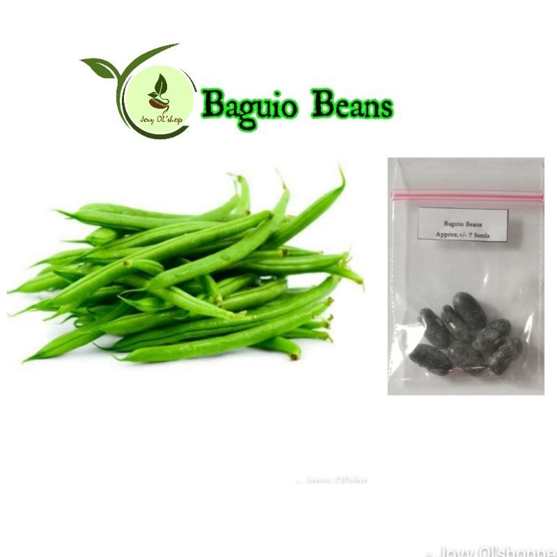 Baguio Beans 7 Seeds Shopee Philippines