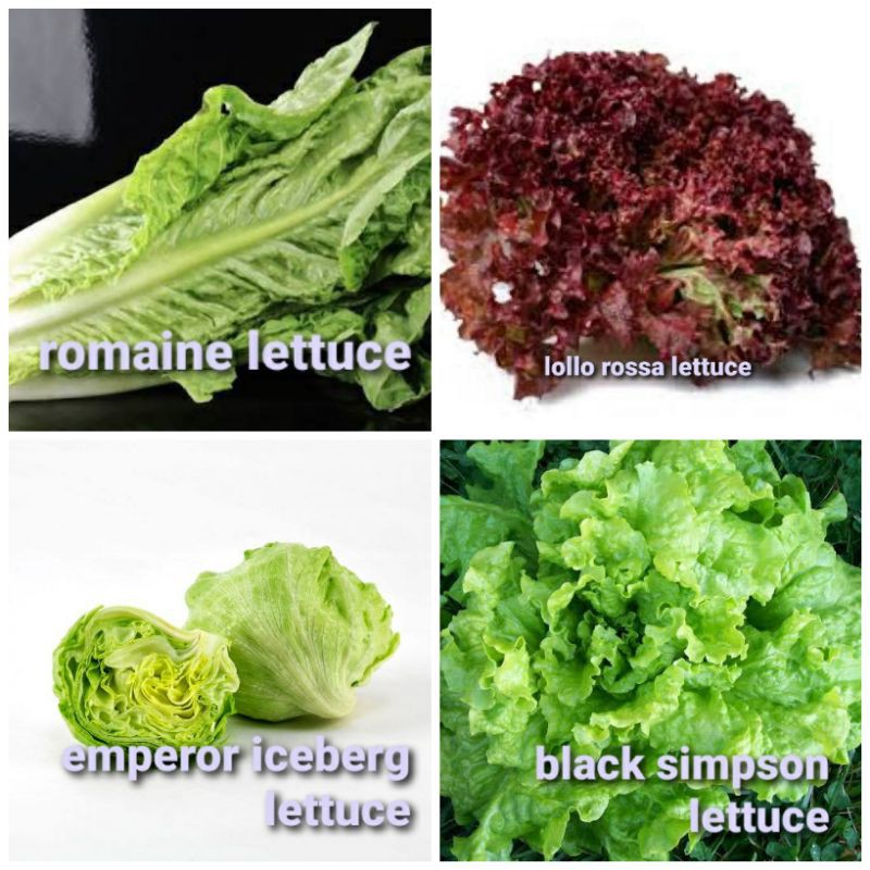 4 varieties of lettuce Shopee Philippines