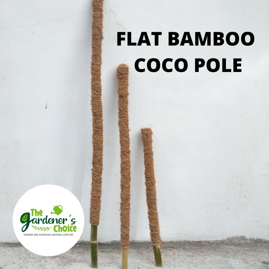 2ft Plant Coco Pole (flat Bamboo) Best For Creeping Plants